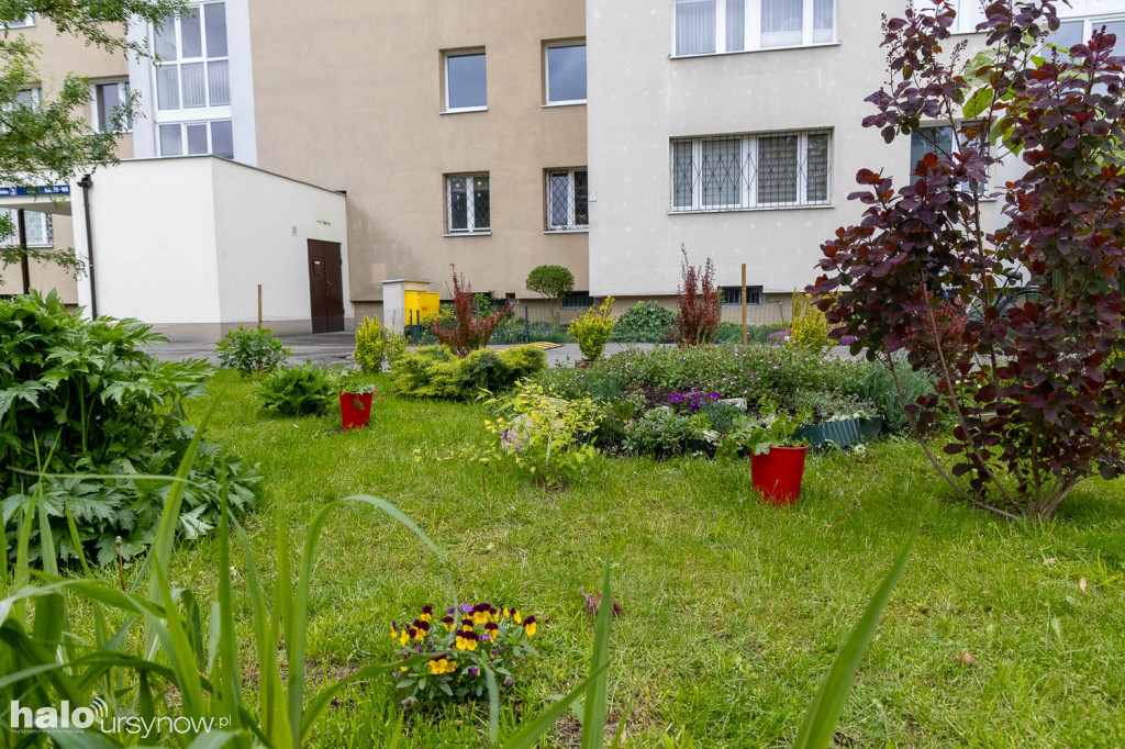 Zjawiskowy ogródek sąsiadki z Imielina