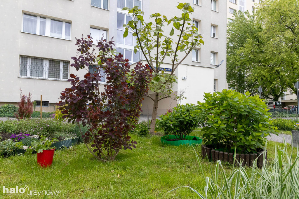 Zjawiskowy ogródek sąsiadki z Imielina