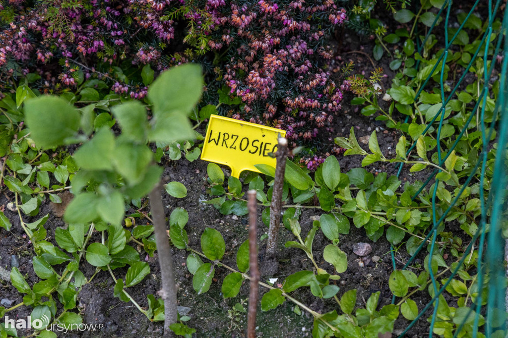 Zjawiskowy ogródek sąsiadki z Imielina