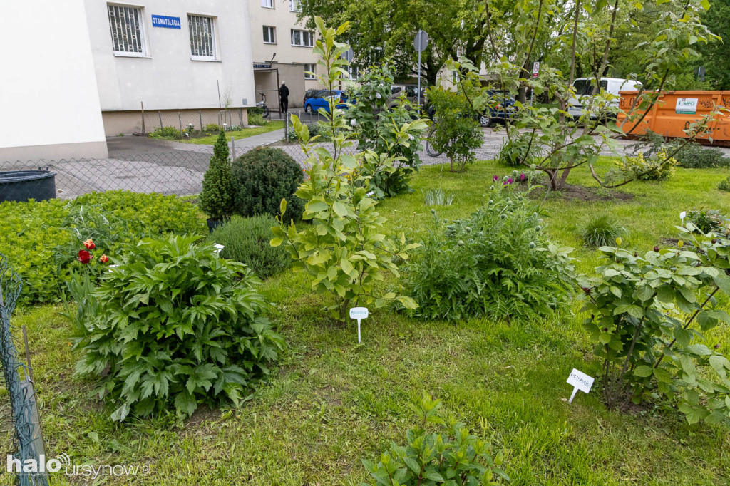 Zjawiskowy ogródek sąsiadki z Imielina