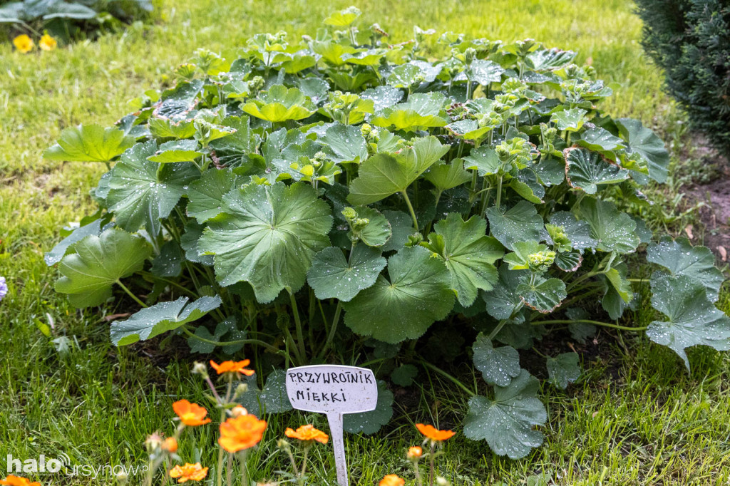 Zjawiskowy ogródek sąsiadki z Imielina