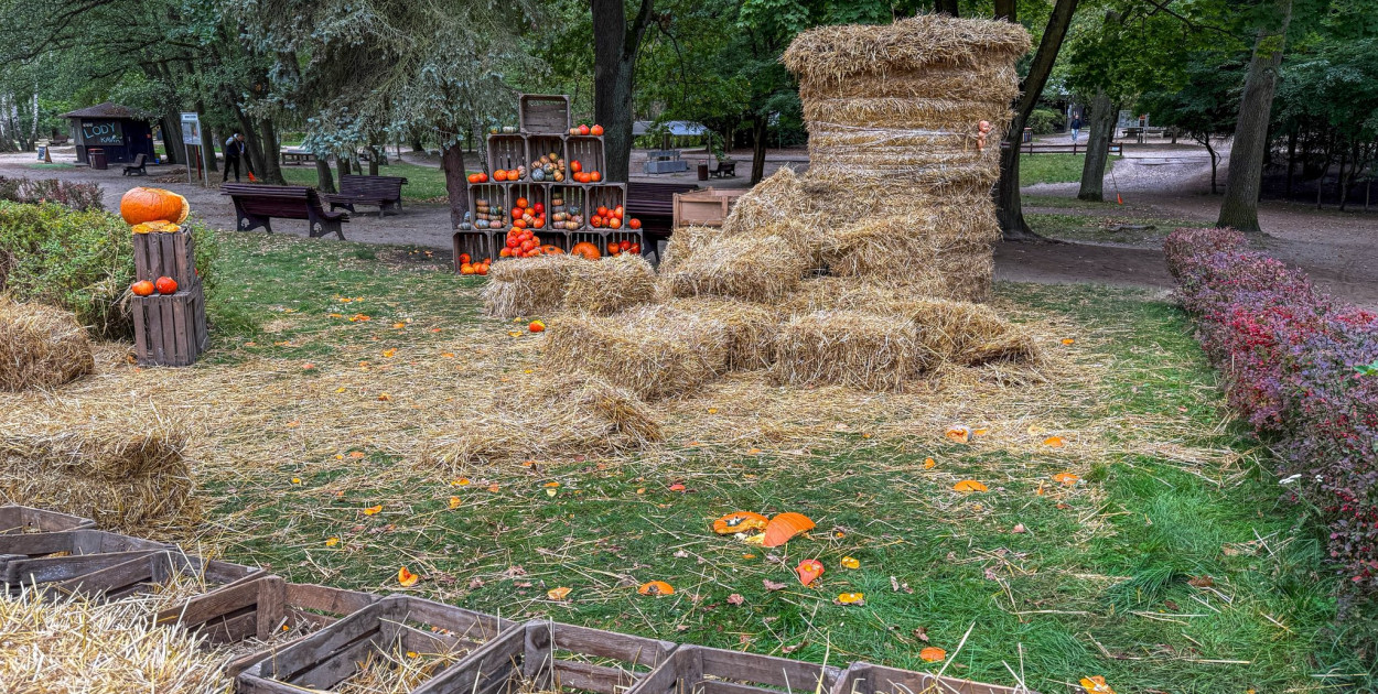 Wandale zniszczyli farmę dyń w Powsinie