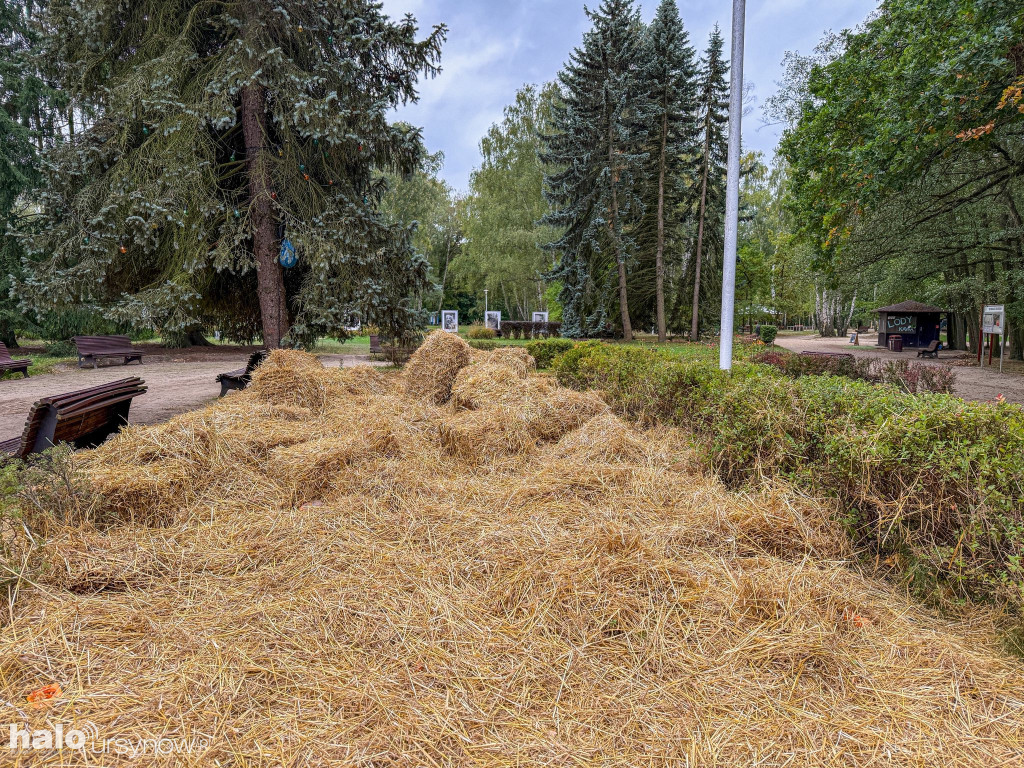 Wandale zniszczyli farmę dyń w Powsinie
