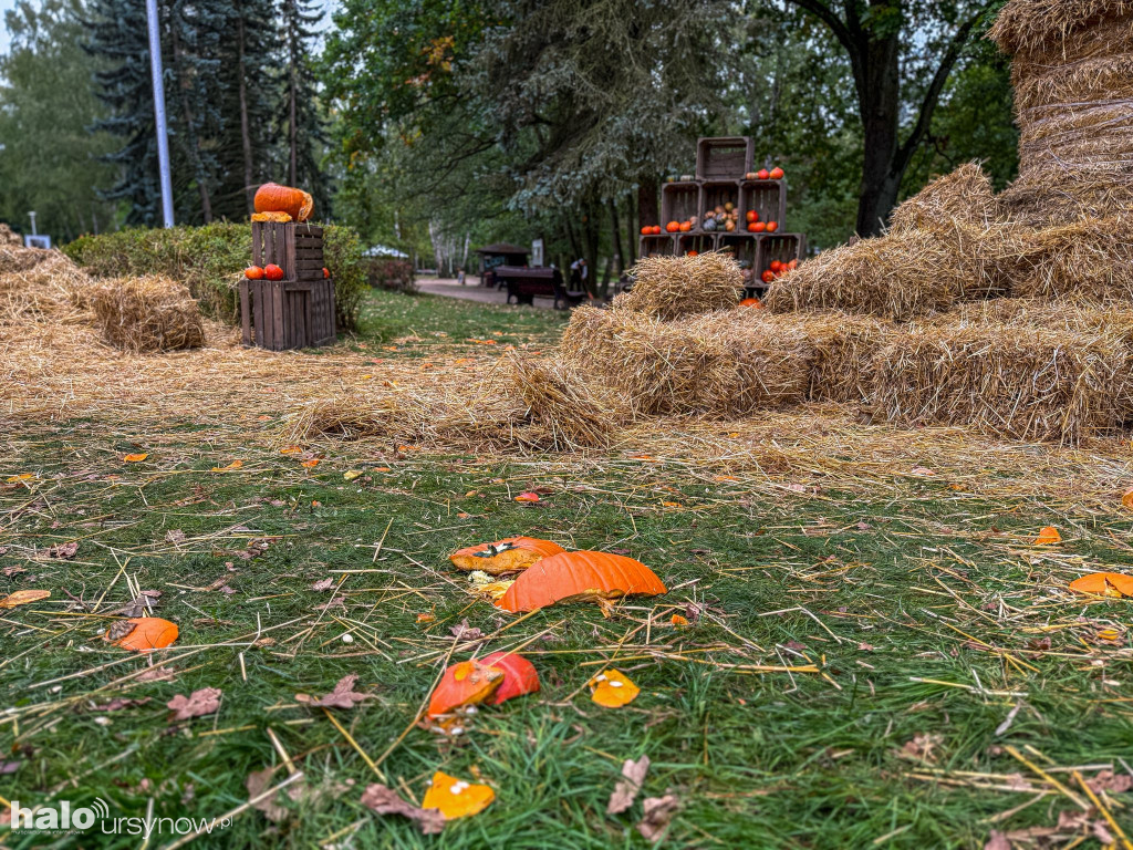 Wandale zniszczyli farmę dyń w Powsinie