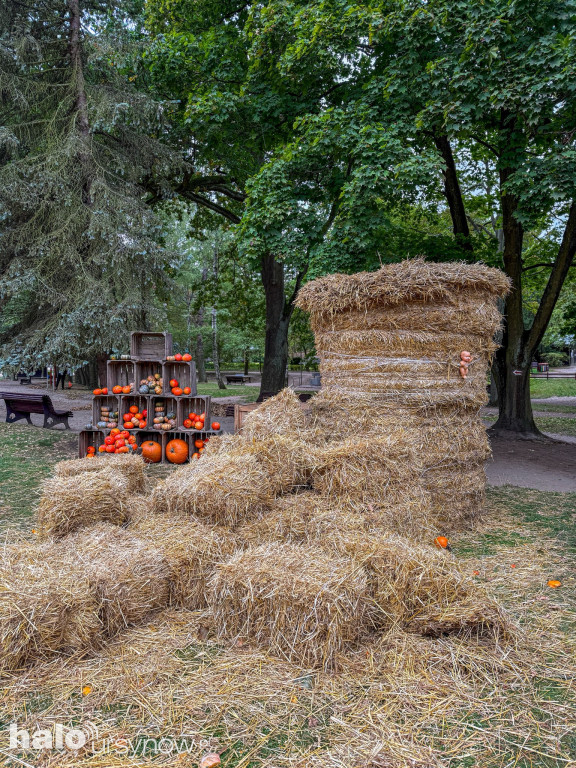 Wandale zniszczyli farmę dyń w Powsinie