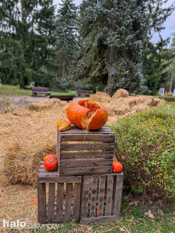 Wandale zniszczyli farmę dyń w Powsinie