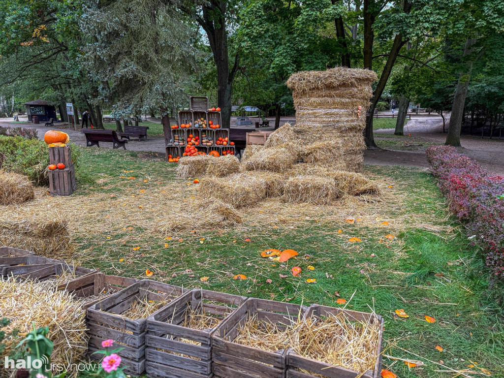 Wandale zniszczyli farmę dyń w Powsinie