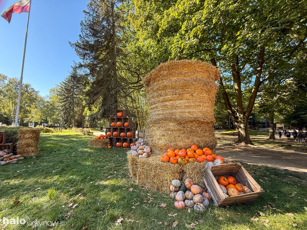 Wandale zniszczyli farmę dyń w Powsinie