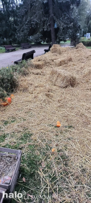 Wandale zniszczyli farmę dyń w Powsinie