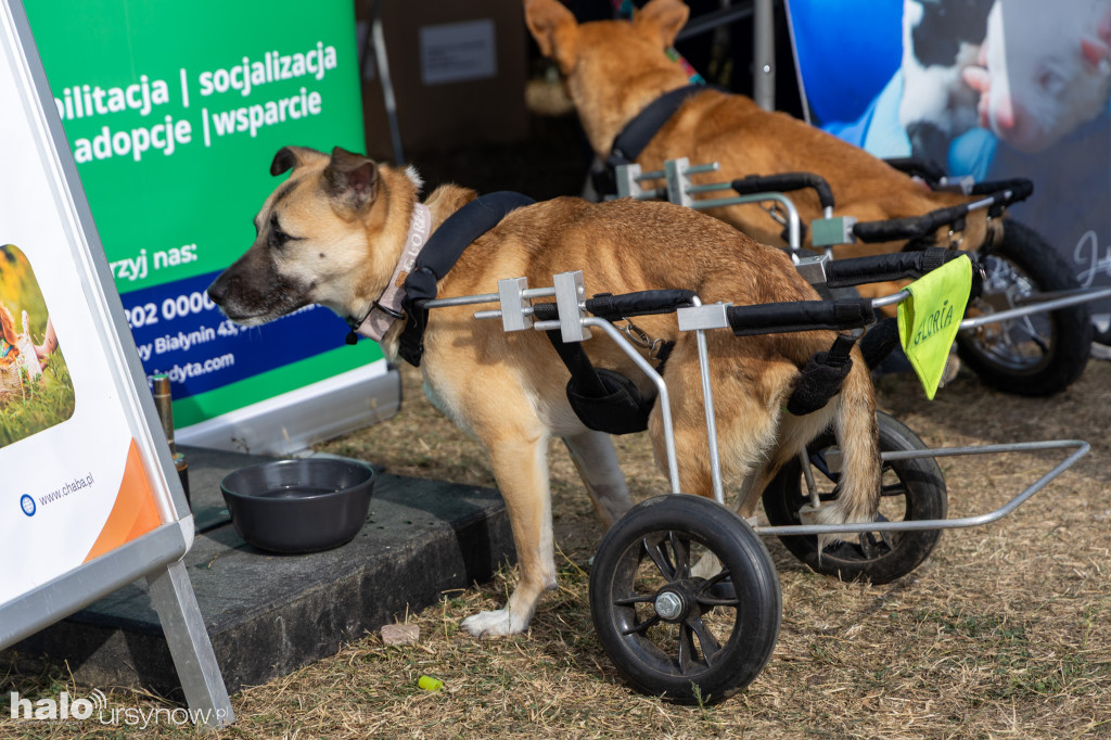 Zwierzęta w wielkim mieście. Piknik na Ursynowie
