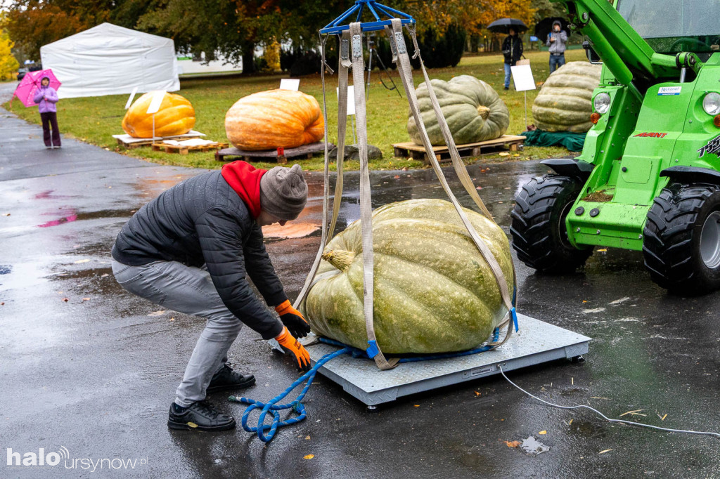 Konkurs dyń w Powsinie