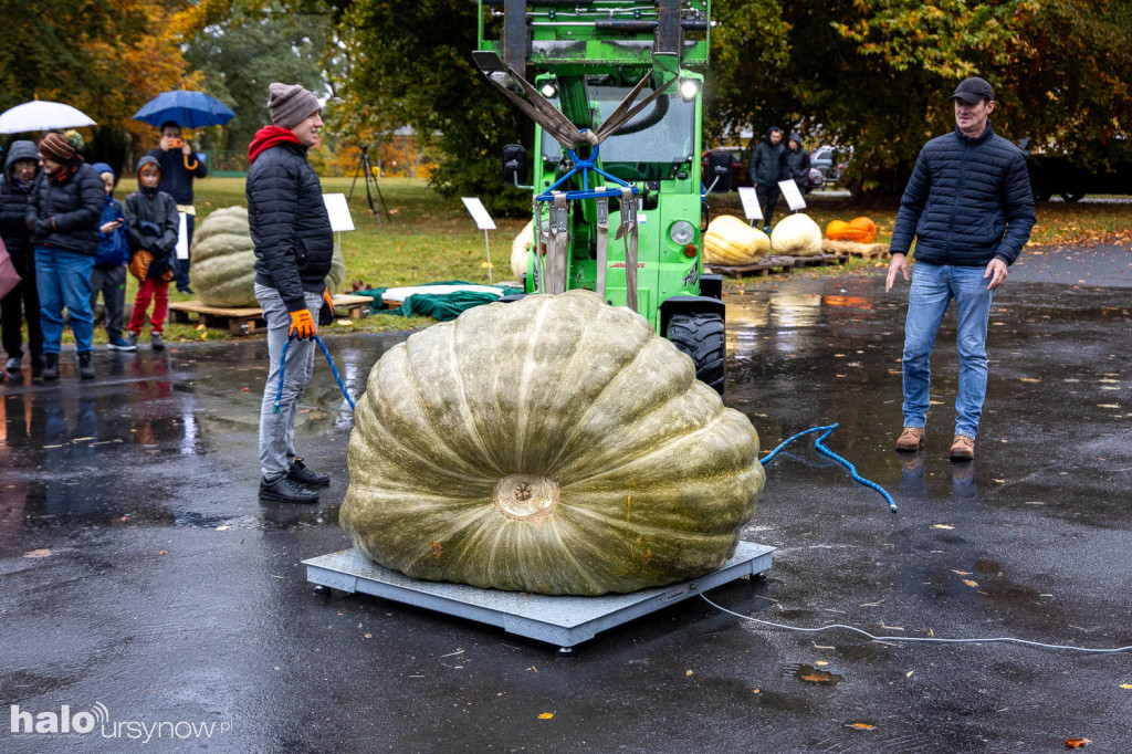 Konkurs dyń w Powsinie