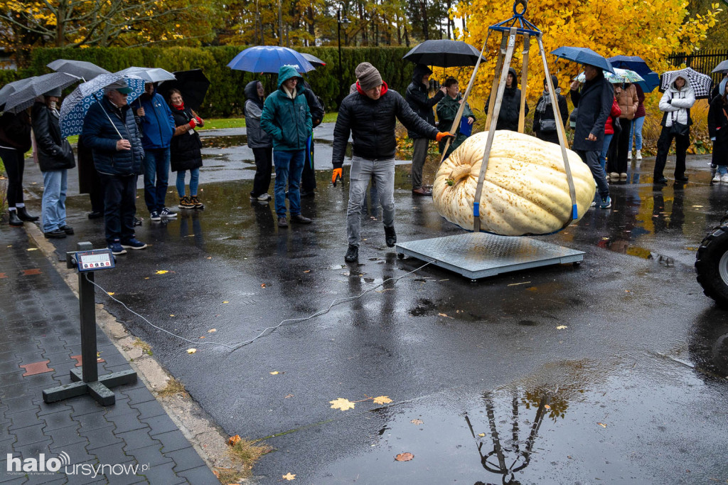 Konkurs dyń w Powsinie