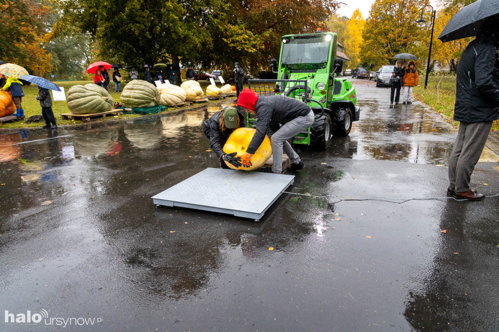 Konkurs dyń w Powsinie