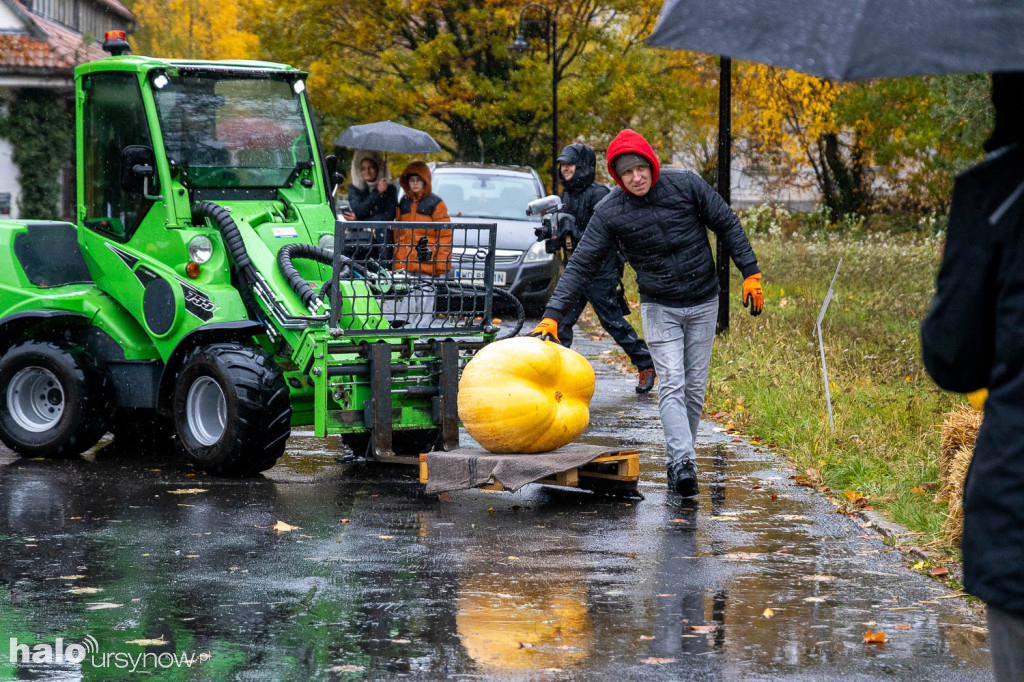 Konkurs dyń w Powsinie