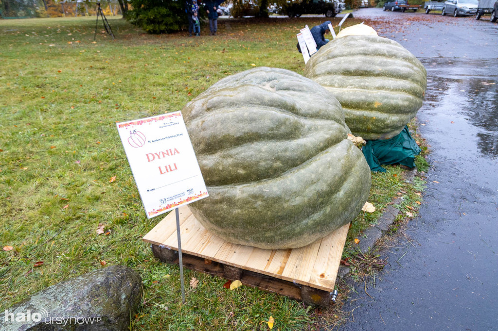 Konkurs dyń w Powsinie