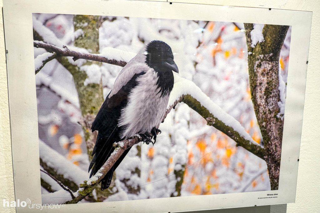 Fascynujący Świat Ptaków Hanny Żelichowskiej