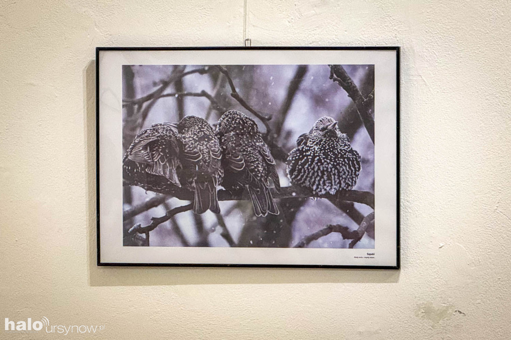 Fascynujący Świat Ptaków Hanny Żelichowskiej