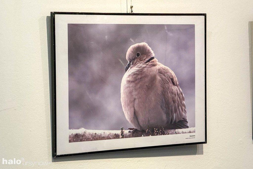 Fascynujący Świat Ptaków Hanny Żelichowskiej