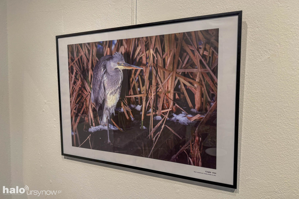 Fascynujący Świat Ptaków Hanny Żelichowskiej