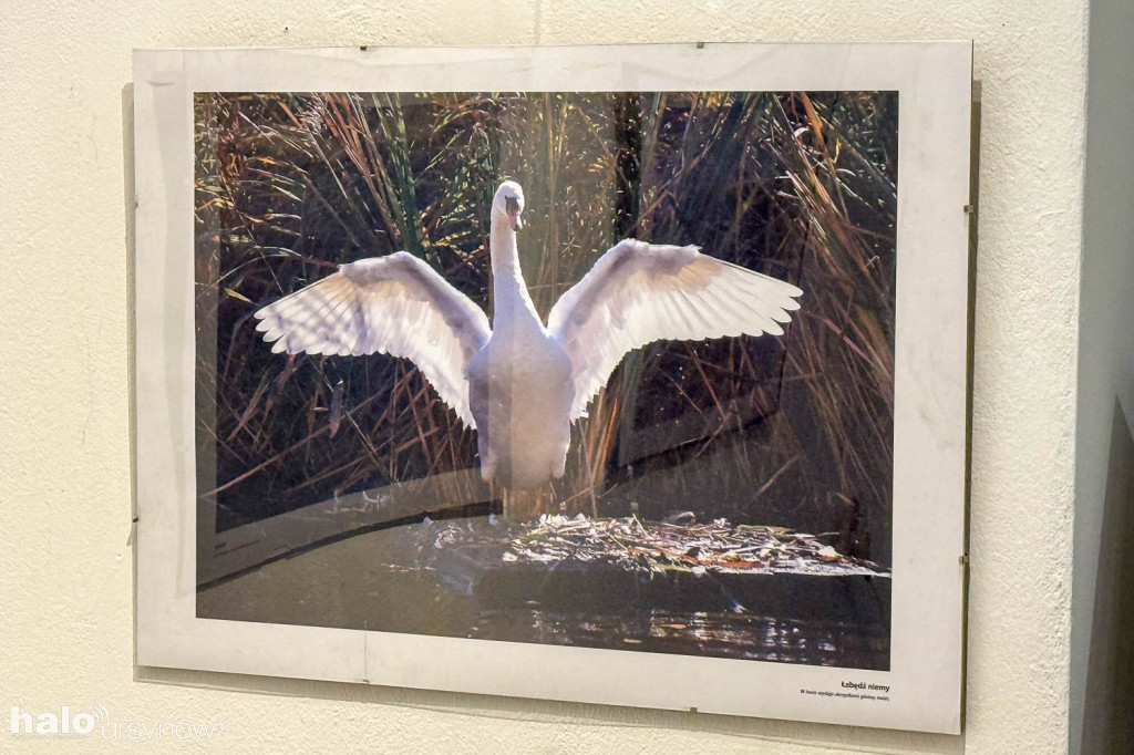 Fascynujący Świat Ptaków Hanny Żelichowskiej