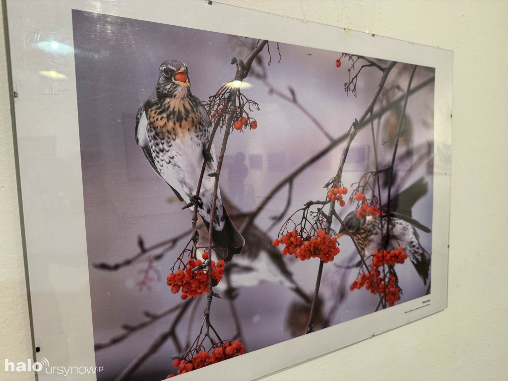 Fascynujący Świat Ptaków Hanny Żelichowskiej