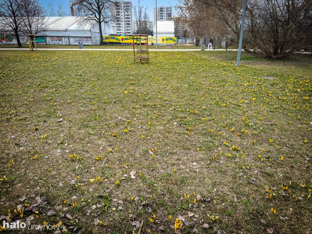 Wiosna na Ursynowie