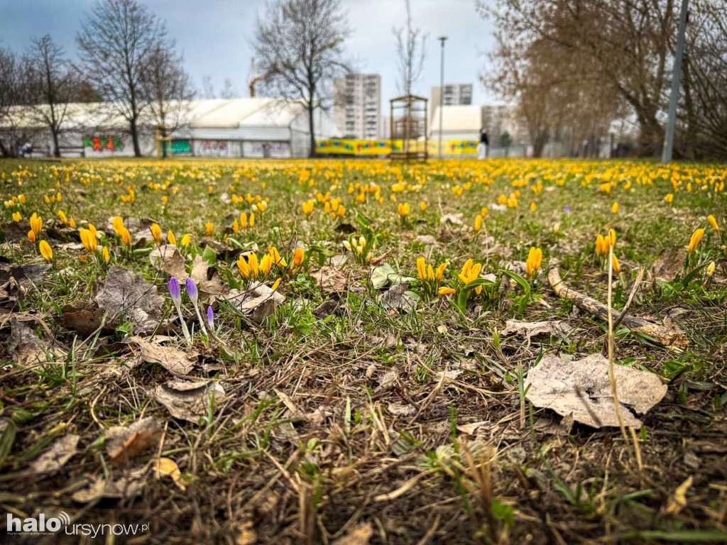 Wiosna na Ursynowie