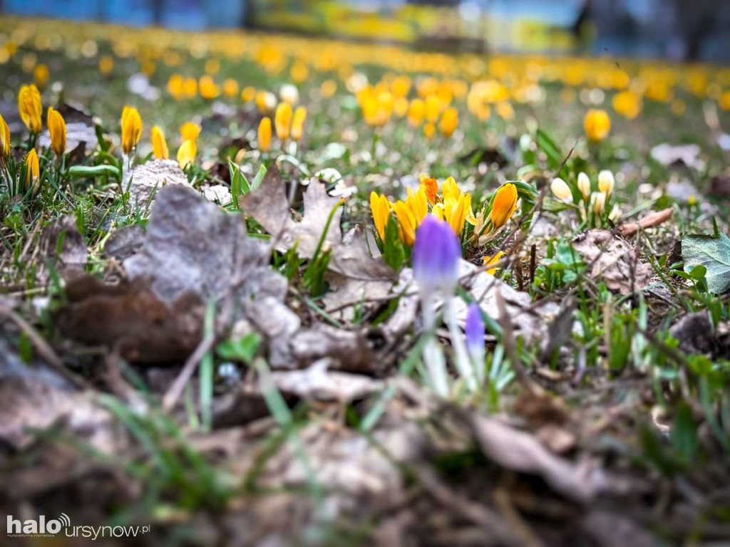 Wiosna na Ursynowie