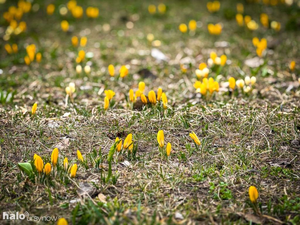 Wiosna na Ursynowie