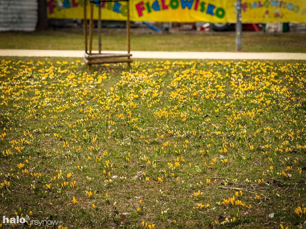 Wiosna na Ursynowie
