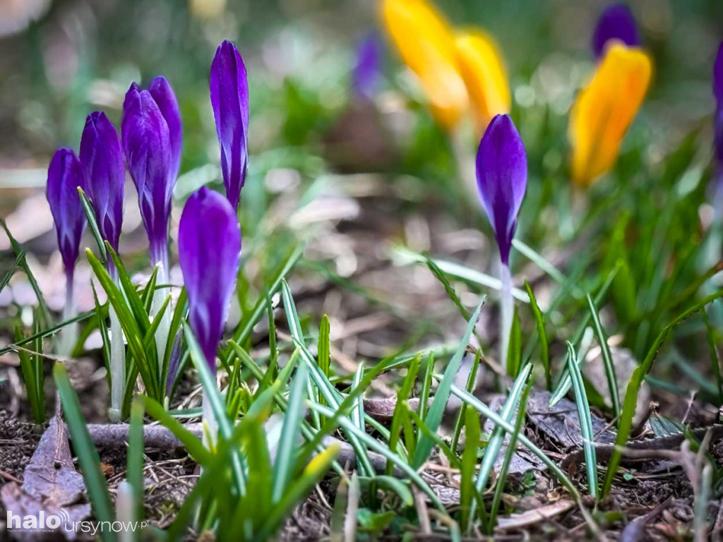 Wiosna na Ursynowie