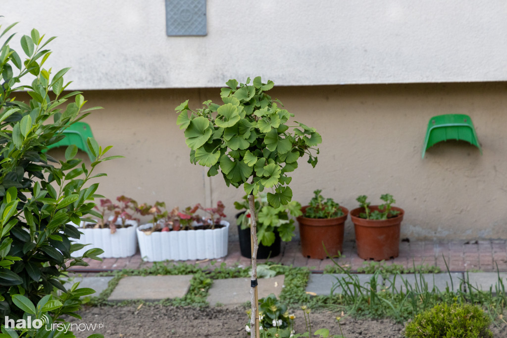 Efektowny ogródek sąsiadki z Imielina