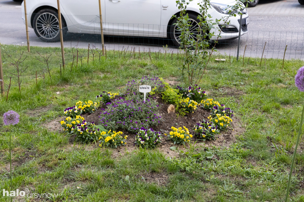 Efektowny ogródek sąsiadki z Imielina
