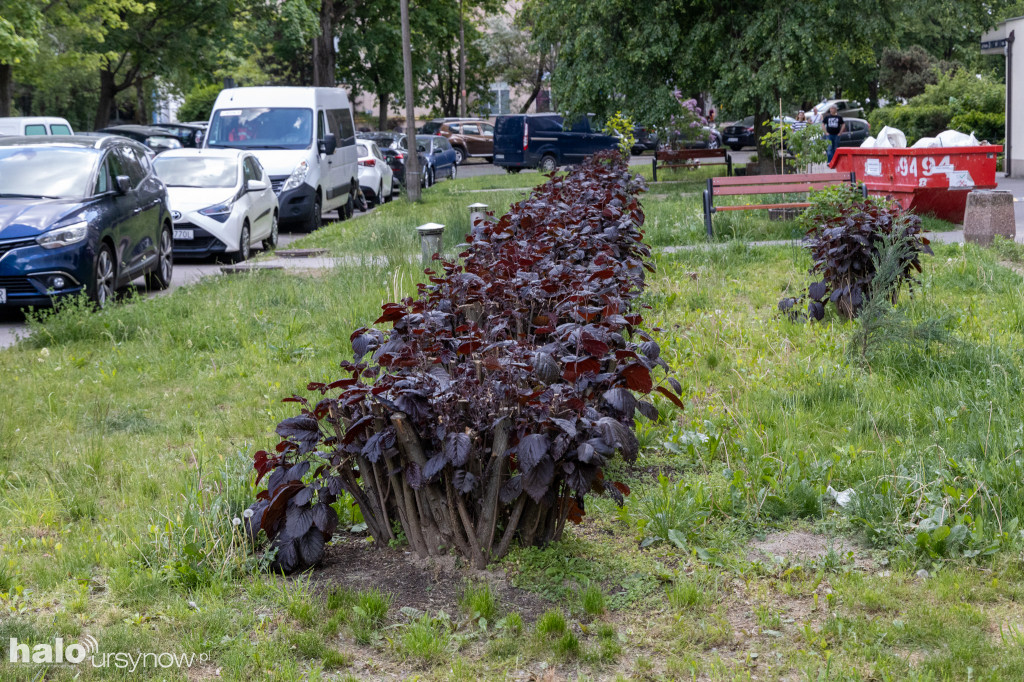 Efektowny ogródek sąsiadki z Imielina