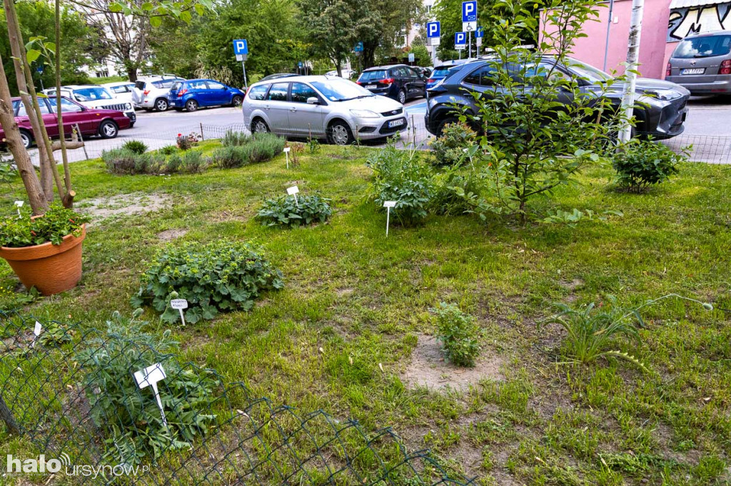 Efektowny ogródek sąsiadki z Imielina