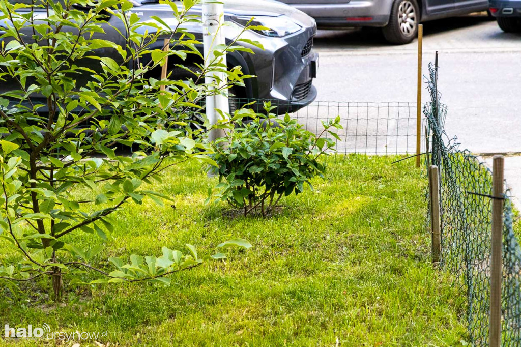 Efektowny ogródek sąsiadki z Imielina