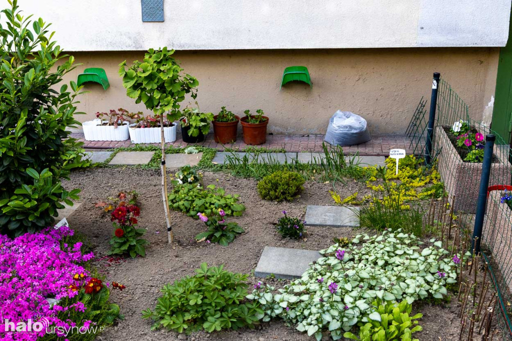 Efektowny ogródek sąsiadki z Imielina