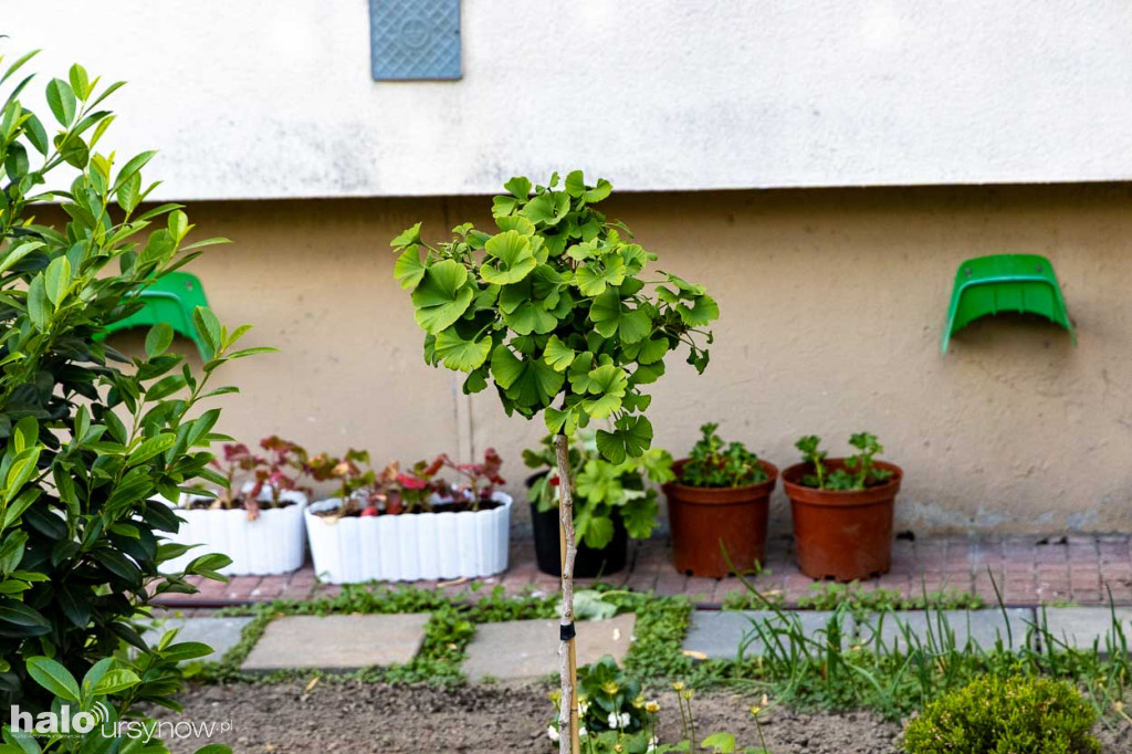 Efektowny ogródek sąsiadki z Imielina
