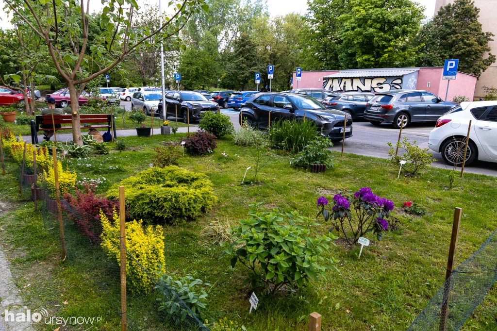Efektowny ogródek sąsiadki z Imielina
