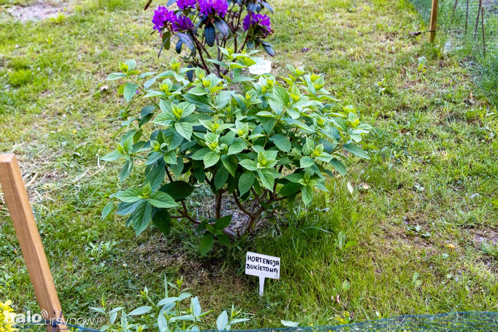 Efektowny ogródek sąsiadki z Imielina