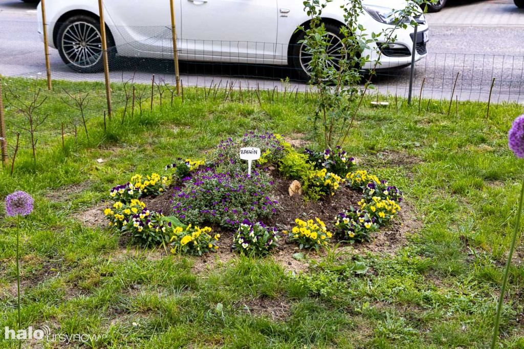 Efektowny ogródek sąsiadki z Imielina