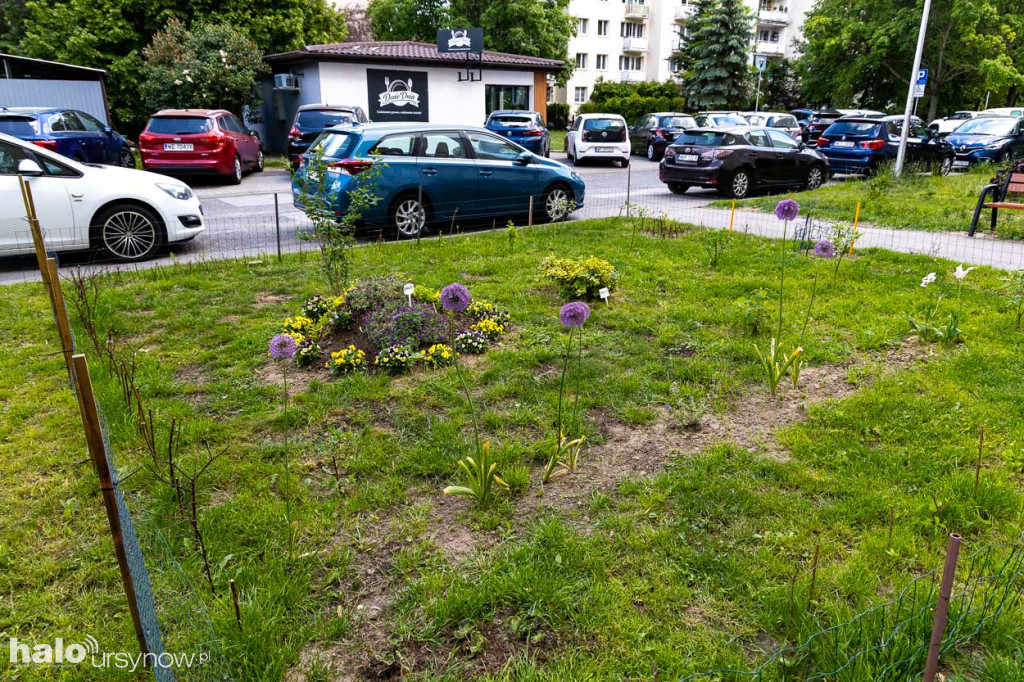 Efektowny ogródek sąsiadki z Imielina