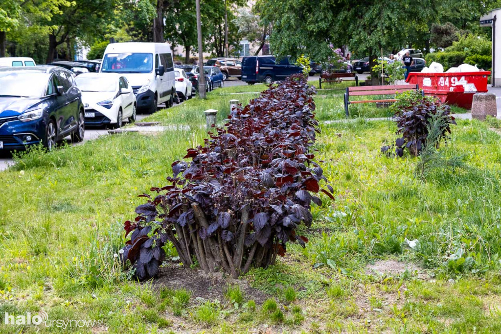 Efektowny ogródek sąsiadki z Imielina