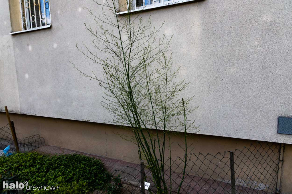 Efektowny ogródek sąsiadki z Imielina