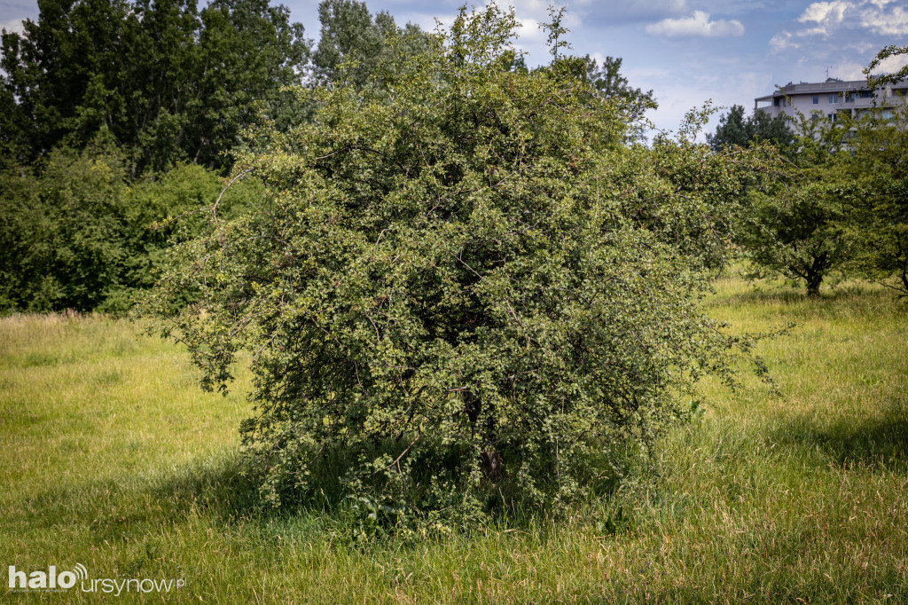 Spacer dendrologiczny w Parku Polskich Wynalazców