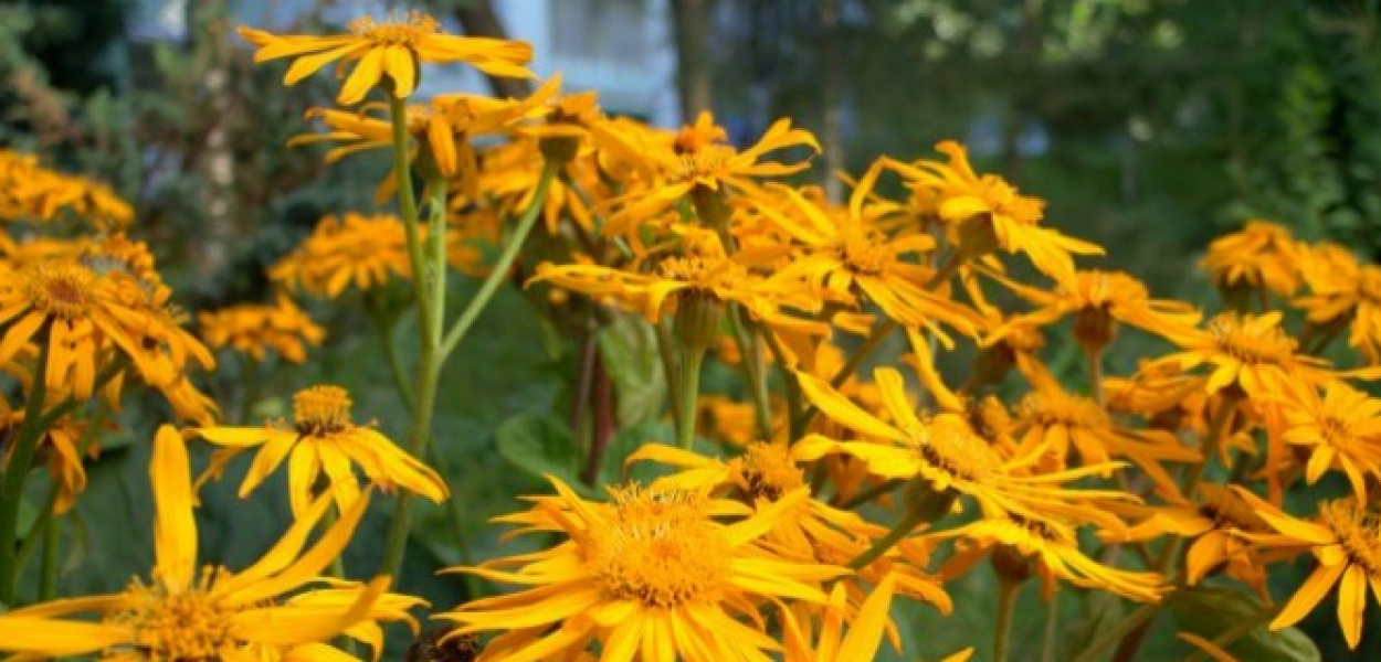 Przyblokowe ogródki - najpiękniejsze są na Ursynowie!