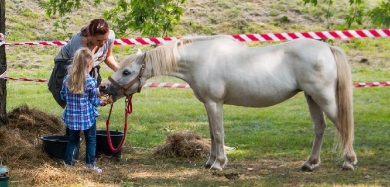 Dzień Ursynowa na Wyścigach. Gonitwy, Indianie i politycy.