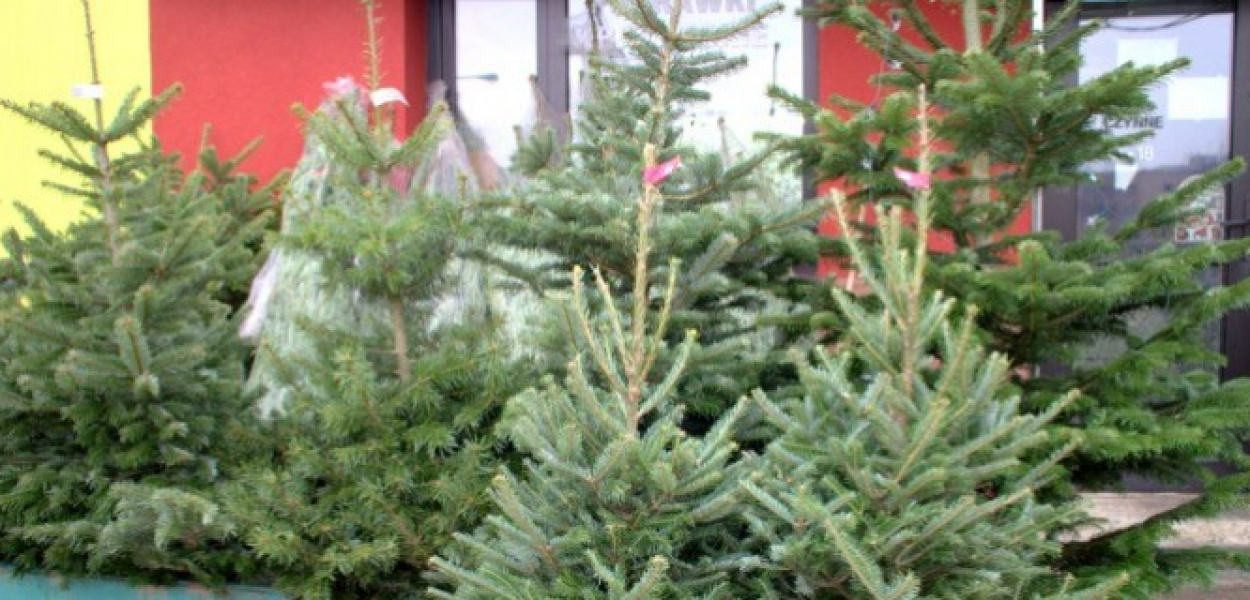 Żywa choinka na święta. Która najlepsza? ZA ILE?