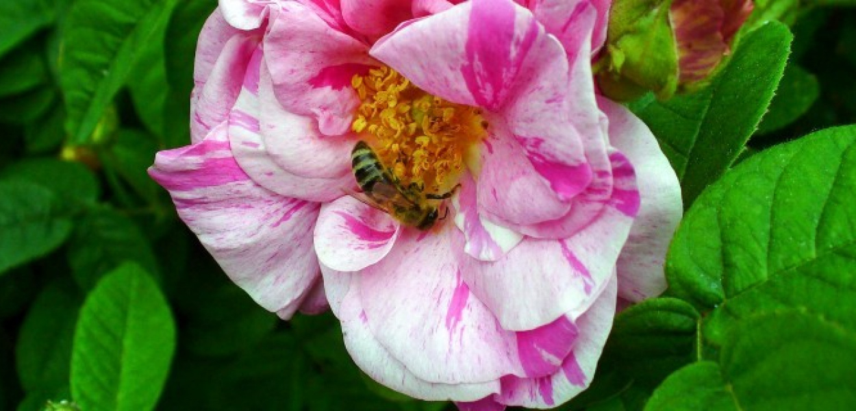 Ogród Botaniczny w Powsinie